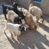 چهار راس بز  بزغاله شکم دوم و سوم