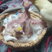 جوجه عروس لوتینو ۳عدد فوری|پرنده|مشهد, کوی المهدی|دیوار