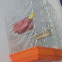 مرغ عشق باقفس|پرنده|اسلامشهر, کاشانک|دیوار