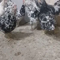تخم نطفه دار گلین  نیمچه گلین