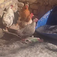 مرغ  تخم گذار