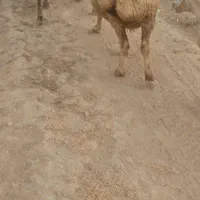 میش چاق قصابی