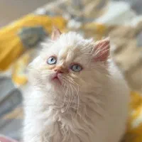 بچه گربه پرشین ردپوینت