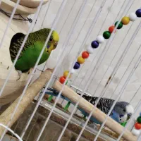 مرغ عشق جفت|پرنده|سراوان, |دیوار