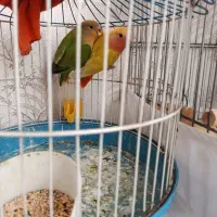 دوجفت طوطی برزیلی