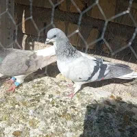 کفتر شهری سبز و شهری سرکی|پرنده|شیراز, داریون|دیوار