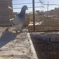 چنتا کفتر گرفتنی|پرنده|اسفراین, |دیوار