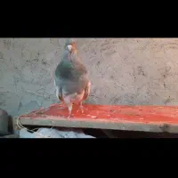 کله الماسی