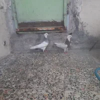 طوقی|پرنده|شوشتر, |دیوار