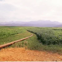 اجاره زمین کشاورزی بارانی کوهرنگ|فروش دفتر صنعتی، کشاورزی، تجاری|کوهرنگ, |دیوار