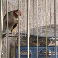 سهره اروپای