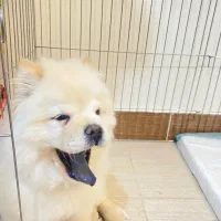 توله چاعوچاعو