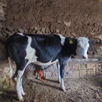 گوساله ماده یک ساله