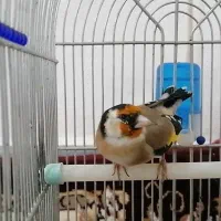 سهره جوجه قفس