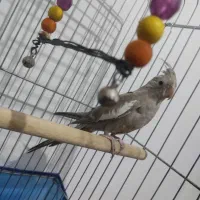 حیوانات خانگی