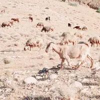 تیه بز
