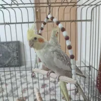 یک جفت عروس هلندی سالم