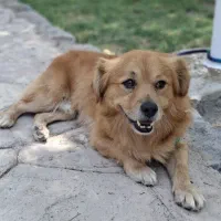 سگ گمشده
