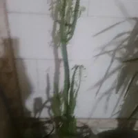 گل معاوضه بامرغ