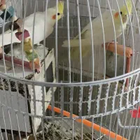 دو عدد عروس هلندی و مرغ عشق|پرنده|خواف, |دیوار