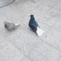 دمسفید درجه یک