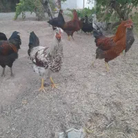 ۶عدد خروس محلی پرورش یافته در محیط باغی