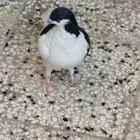 کبوتر نهبندان|پرنده|نهبندان, |دیوار