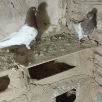 کبوتر|پرنده|بناب, |دیوار