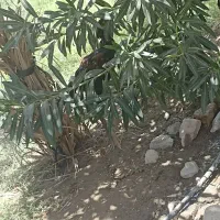 معاوضه هم دارم