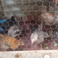 مرغ و جوجه