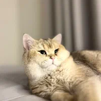 بریتیش گلد نر برای جفت گیری