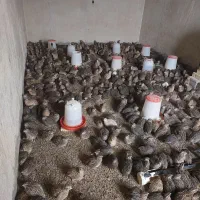 بلدرچین گوشتی و تخم گذار|حیوانات مزرعه|دهدشت, |دیوار