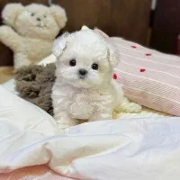 پودل کراس جیبی