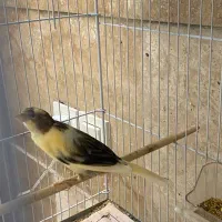 جوجه قناری|پرنده|تهران, تهرانپارس شرقی|دیوار