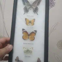 تابلو لوکس
