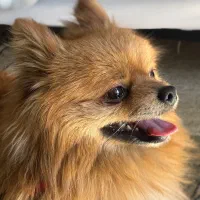 پامر روباهی اصل