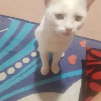 گربه سفید