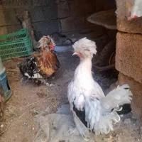 مرغ خروس سلطان|حیوانات مزرعه|مسجد سلیمان, |دیوار