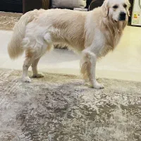 سگ گلدن رتریور نر