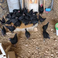 فروش گله مرغ محلی مشکی و یکدست دمِ تخم