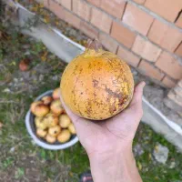 خانه بزرگ در روستا