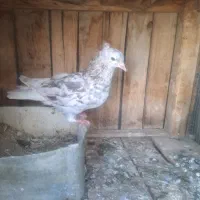 سرور دم سفید