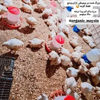 مرغ اورگانیک (گوشتی)