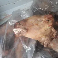 فروش کله پاچه پاک شده میش ،بره،شیشک،بز