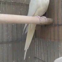 فروش عروس هلندی