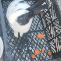 خرگوش|موش و خرگوش|ورامین, ورامین|دیوار