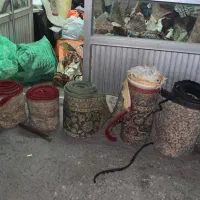 فروش تیکه فرش|فرش|چالوس, |دیوار