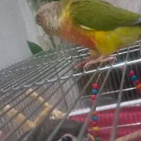 گیرنجیک عروس هلندی|پرنده|خمینی‌شهر, |دیوار