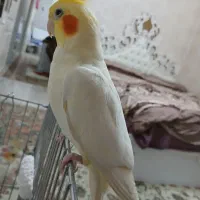 عروس هلندی|پرنده|کرج, شاهین‌ویلا|دیوار