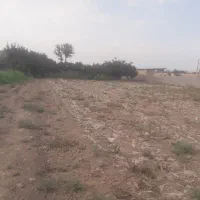 ۱۵۰۰متر زمین زراعی درپیشوای ورامین،محمد آباد عربها